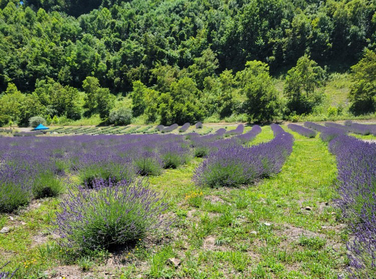 Turning Coal into Lavender, Boone County WV (S2E1)